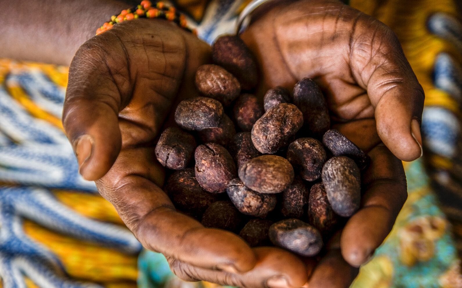 Shea nuts held in cupped hands