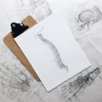 Drawing of spine